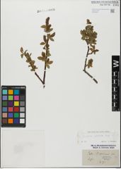 Foto von Salix glabra Scop.